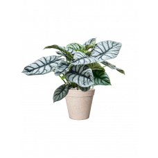 Alocasia 'Silver Dragon' in Fibrics Bamboo