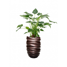 Alocasia cucullata 'Aurea' in Baq Gradient Lee