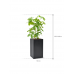 Растение в кашпо Schefflera actinophylla 'Amate' in Baq Basic