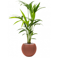 Kentia (Howea) forsteriana in Capi Nature Groove Special