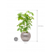 Растение в кашпо Schefflera actinophylla 'Amate' in Baq Opus Hammered