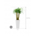 Растение в кашпо Beaucarnea recurvata in Runner