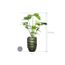 Растение в кашпо Philodendron 'Green Wonder' in Baq Gradient Lee
