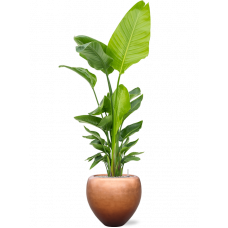 Strelitzia nicolai (120-160) in Baq Metallic Silver leaf