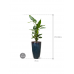 Растение в кашпо Strelitzia nicolai in Plain