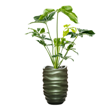 Philodendron 'Green Wonder' in Baq Gradient Lee