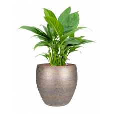 Spathiphyllum 'Gokyo' in Amora