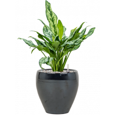 Aglaonema 'Miss Julliete' in Amora