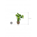 Растение в кашпо Monstera deliciosa in Amora