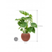 Растение в кашпо Monstera deliciosa in Capi Nature Groove Special