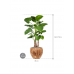 Растение в кашпо Alocasia calidora in Baq Facets Jenga
