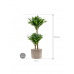 Растение в кашпо Dracaena fragrans 'Compacta'q in Terra Cotta