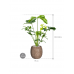 Растение в кашпо Philodendron 'Green Wonder' in Baq Polystone Coated Plain