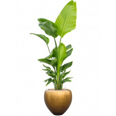 Strelitzia nicolai (120-160) in Baq Metallic Silver leaf