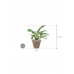 Растение в кашпо Philodendron 'Narrow' in Terra Cotta