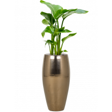 Strelitzia nicolai in Amora