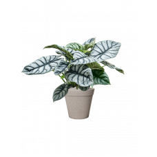 Alocasia 'Silver Dragon' in Fibrics Bamboo