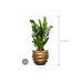Растение в кашпо Zamioculcas zamiifolia in Baq Gradient Lee