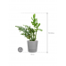 Растение в кашпо Monstera pinnatipartita in Greensense Aqua Care