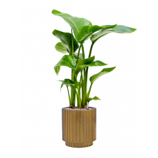 Strelitzia nicolai in Capi Nature Groove