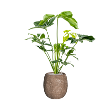 Philodendron 'Green Wonder' in Baq Polystone Coated Plain