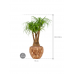 Растение в кашпо Beaucarnea recurvata in Baq Facets Jenga