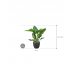 Растение в кашпо Philodendron 'Imperial Green' in Baq Raindrop