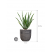 Растение в кашпо Aloe vera barbadensis in Capi Nature Rib NL