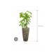 Растение в кашпо Schefflera actinophylla 'Amate' in Baq Lava