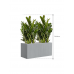 Растение в кашпо Zamioculcas zamiifolia 'Super Nova' in Argento