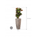 Растение в кашпо Croton (Codiaeum) variegatum 'Petra' in Baq Lava