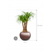 Растение в кашпо Beaucarnea recurvata in Baq Metallic Silver leaf