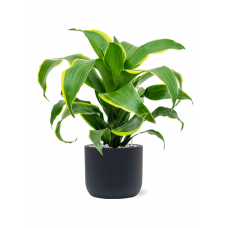 Dracaena fragrans 'Dorado' in Baq Ease