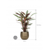Растение в кашпо Calathea rufibarba 'Wavestar' in Ryan
