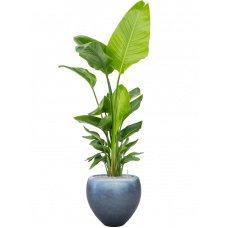 Strelitzia nicolai (120-160) in Baq Metallic Silver leaf