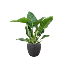 Philodendron 'Imperial Green' in Baq Raindrop