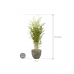 Растение в кашпо Phyllostachys bissetii in Baq Lava