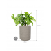 Растение в кашпо Monstera obliqua in Rough