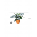 Растение в кашпо Alocasia 'Silver Dragon' in Fibrics Bamboo