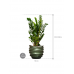 Растение в кашпо Zamioculcas zamiifolia in Baq Gradient Lee