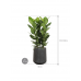Растение в кашпо Ficus benghalensis 'Audrey' in Baq Raindrop