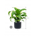 Растение в кашпо Dracaena fragrans 'Dorado' in Baq Ease
