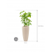 Растение в кашпо Schefflera actinophylla 'Amate' in Baq Polystone Plain
