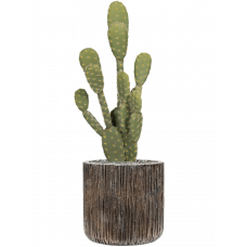 Cactus Opuntia in Baq Luxe Lite Universe Waterfall