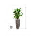 Растение в кашпо Alocasia cucullata in Baq Luxe Lite Universe Moon