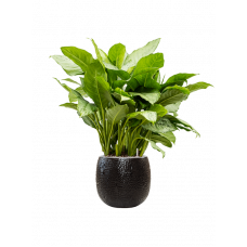 Aglaonema 'Freedman' in Marly