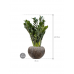 Растение в кашпо Zamioculcas zamiifolia 'Super Nova' in Baq Luxe Lite