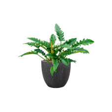 Philodendron 'Narrow' in Baq Raindrop