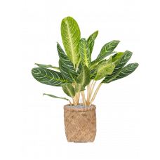 Aglaonema 'Key Lime' in Bohemian