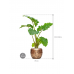 Растение в кашпо Alocasia 'Portodora' in Baq Opus Raw